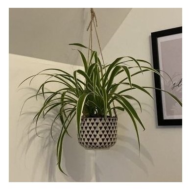 Black Geo Isla Hanging Planter 2