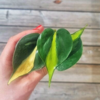 Philodendron brasil mažylis 2