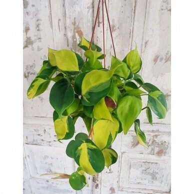 Philodendron brasil mažylis 3