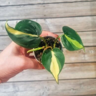 Philodendron brasil mažylis